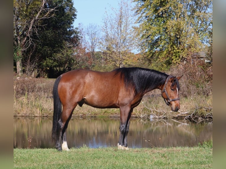 Altri cavalli a sangue caldo Castrone 7 Anni 160 cm Baio ciliegia in Howell