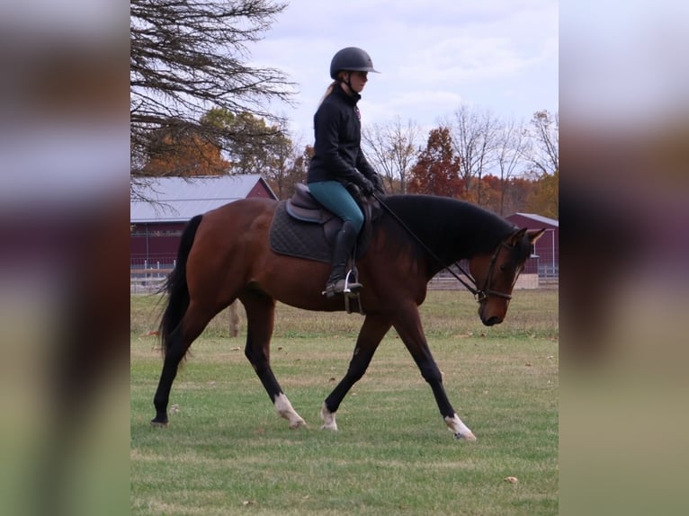 Altri cavalli a sangue caldo Castrone 7 Anni 160 cm Baio ciliegia in Howell