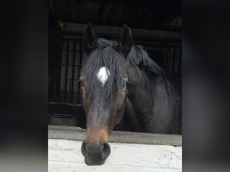 Altri cavalli a sangue caldo Castrone 7 Anni 161 cm Baio scuro in Braunschweig