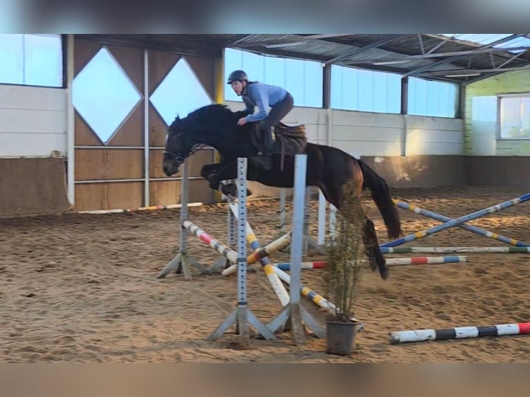Altri cavalli a sangue caldo Castrone 7 Anni 162 cm Baio scuro in Braunschweig