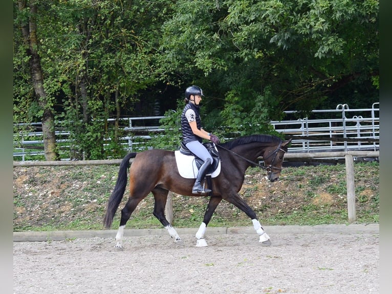 Altri cavalli a sangue caldo Castrone 7 Anni 163 cm Baio nero in Wellheim