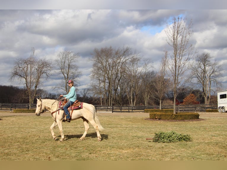 Altri cavalli a sangue caldo Castrone 7 Anni 163 cm Palomino in Highland MI