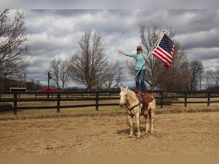 Altri cavalli a sangue caldo Castrone 7 Anni 163 cm Palomino in Highland MI