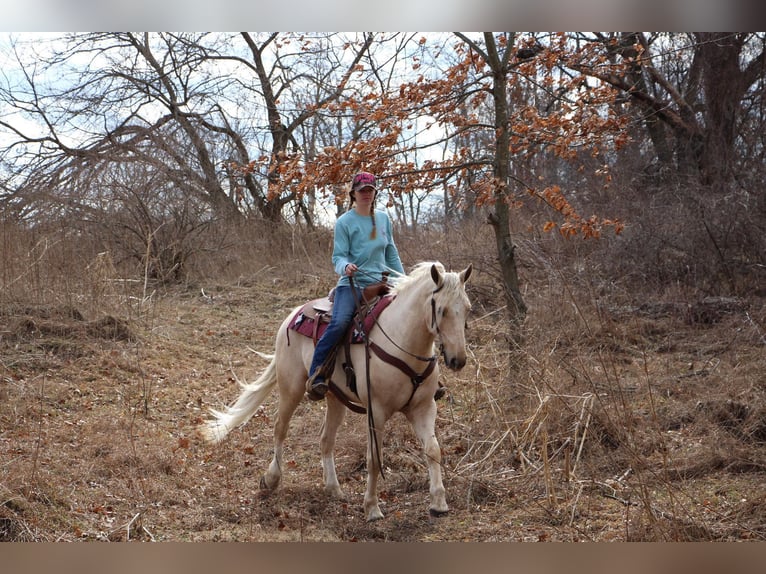 Altri cavalli a sangue caldo Castrone 7 Anni 163 cm Palomino in Highland MI