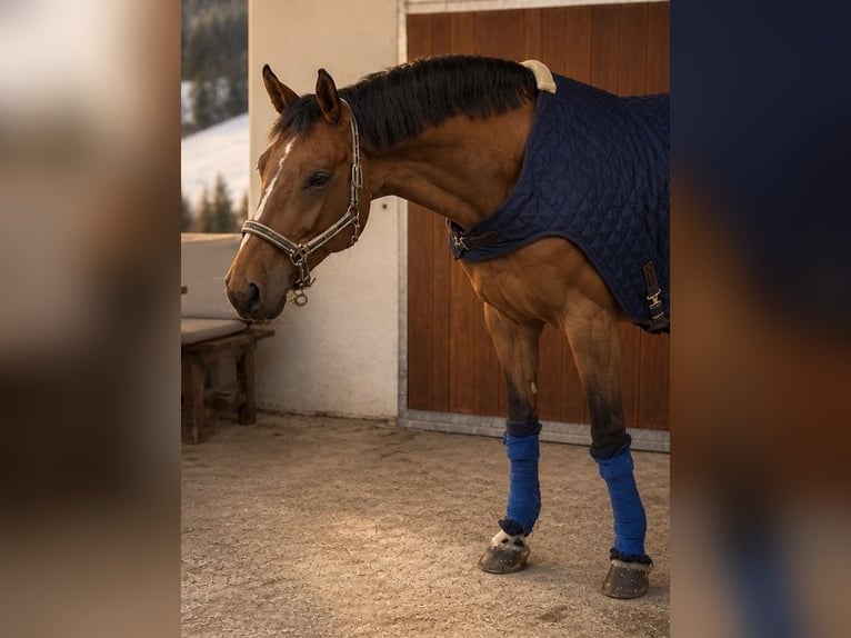 Altri cavalli a sangue caldo Castrone 7 Anni 165 cm Baio in Schladming