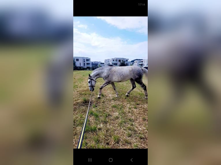 Altri cavalli a sangue caldo Castrone 7 Anni 165 cm Grigio pezzato in Lamprechtshausen