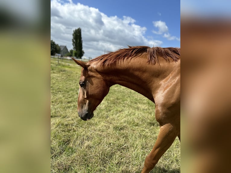 Altri cavalli a sangue caldo Castrone 7 Anni 165 cm Sauro in Löhne