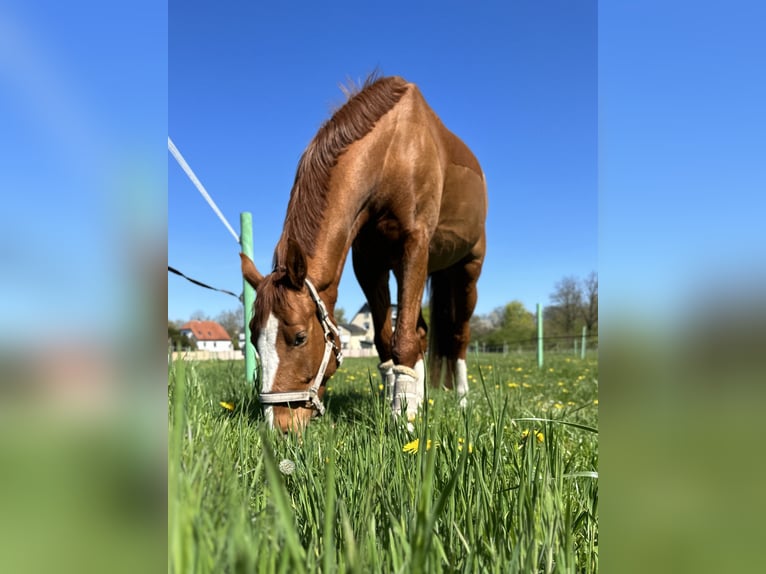 Altri cavalli a sangue caldo Castrone 7 Anni 165 cm Sauro in Löhne