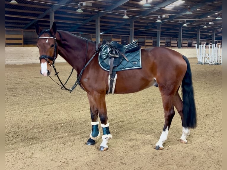 Altri cavalli a sangue caldo Castrone 7 Anni 166 cm Baio in Pelmberg