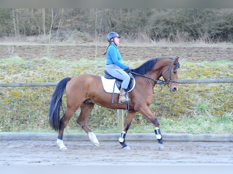 Altri cavalli a sangue caldo Castrone 7 Anni 168 cm Baio in Wellheim