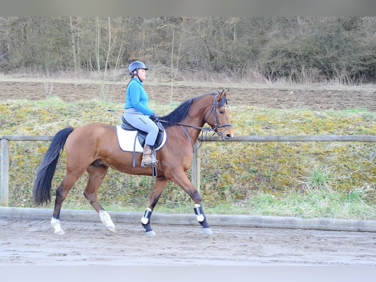 Altri cavalli a sangue caldo Castrone 7 Anni 168 cm Baio in Wellheim
