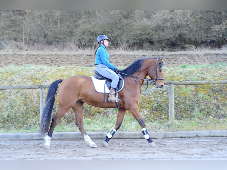 Altri cavalli a sangue caldo Castrone 7 Anni 168 cm Baio in Wellheim