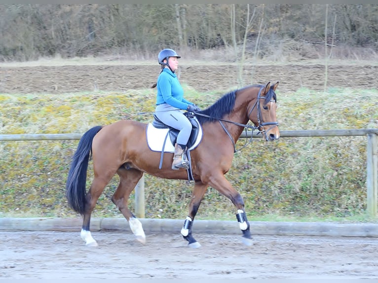 Altri cavalli a sangue caldo Castrone 7 Anni 168 cm Baio in Wellheim