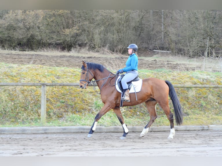 Altri cavalli a sangue caldo Castrone 7 Anni 168 cm Baio in Wellheim