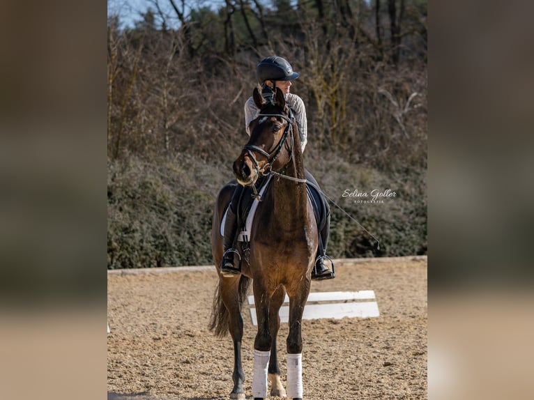 Altri cavalli a sangue caldo Castrone 7 Anni 168 cm  in Weisendorf