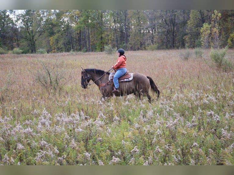 Altri cavalli a sangue caldo Castrone 7 Anni 168 cm Grullo in Howell ,MI