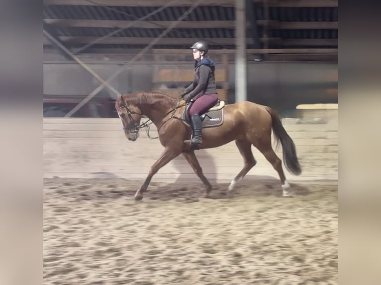 Altri cavalli a sangue caldo Castrone 7 Anni 168 cm Sauro in Pelmberg