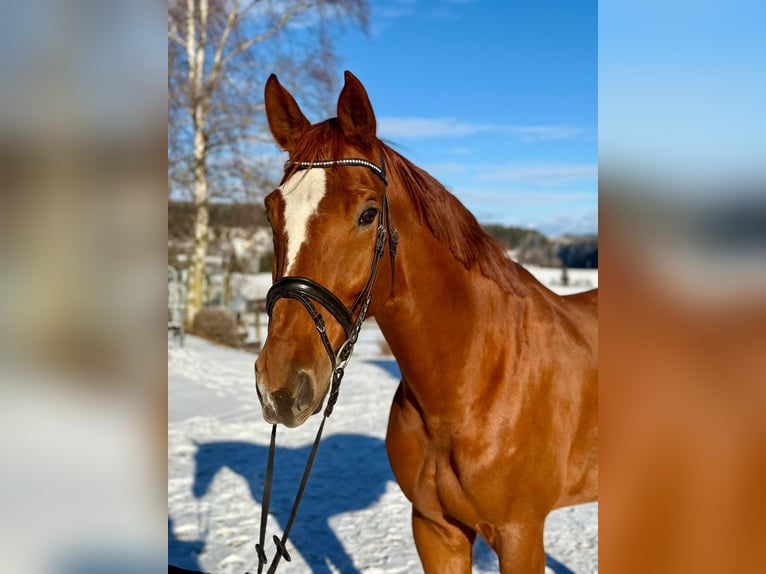 Altri cavalli a sangue caldo Castrone 7 Anni 168 cm Sauro in Pelmberg
