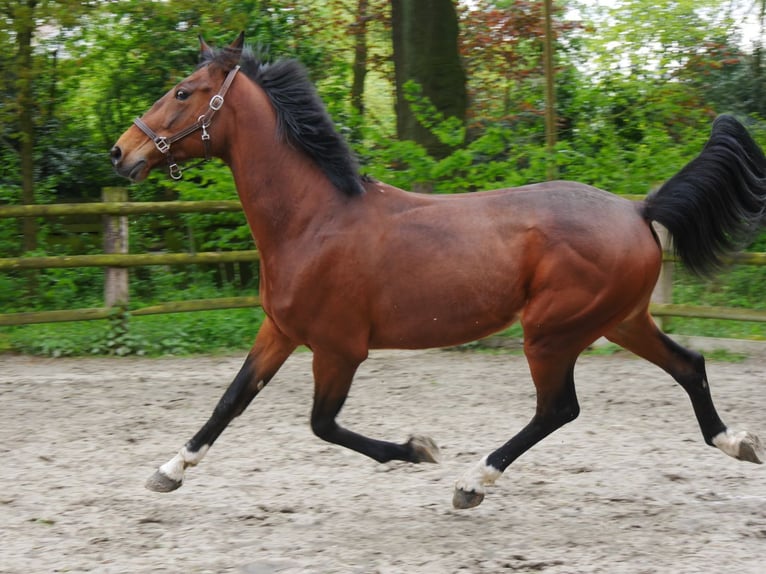 Altri cavalli a sangue caldo Castrone 7 Anni 169 cm in Dorsten