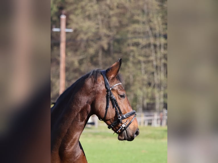 Altri cavalli a sangue caldo Castrone 7 Anni 170 cm Baio in Tillmitsch