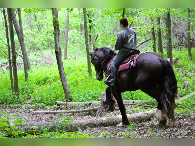 Altri cavalli a sangue caldo Castrone 7 Anni 170 cm Morello in Highland MI