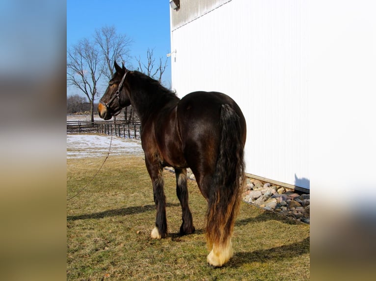 Altri cavalli a sangue caldo Castrone 7 Anni 170 cm Morello in Highland MI