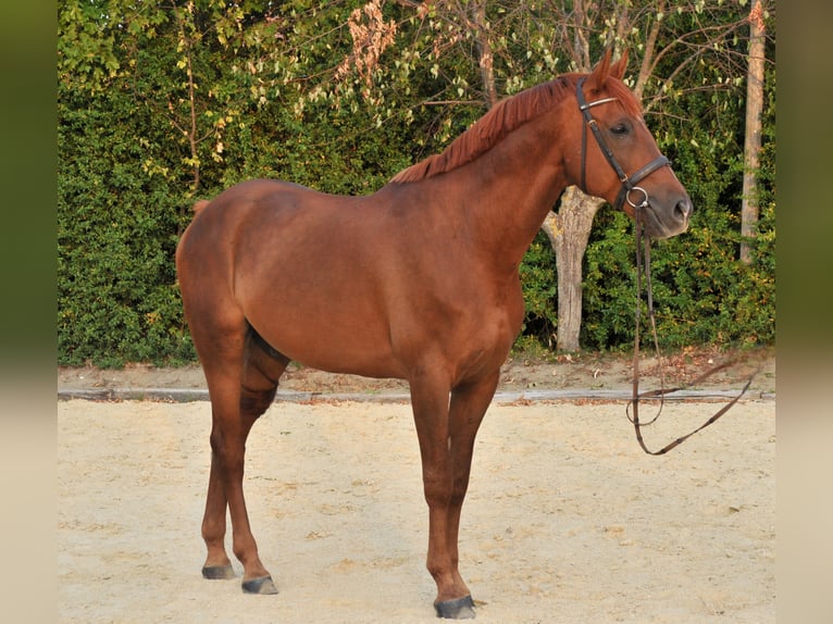 Altri cavalli a sangue caldo Castrone 7 Anni 170 cm Sauro in Schattendorf