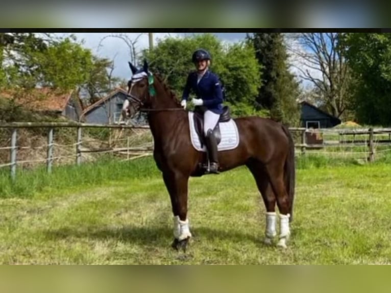 Altri cavalli a sangue caldo Castrone 7 Anni 170 cm Sauro scuro in Essen