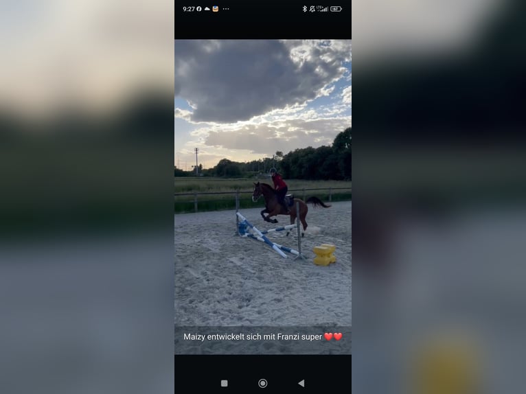 Altri cavalli a sangue caldo Castrone 7 Anni 170 cm Sauro scuro in Essen