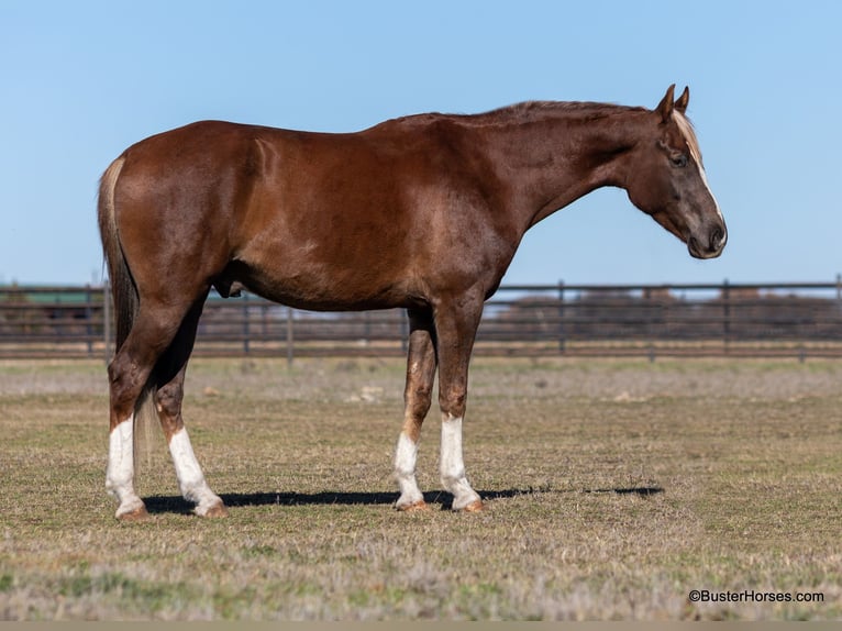 Altri cavalli a sangue caldo Castrone 7 Anni 170 cm Sauro scuro in Weatherford TX