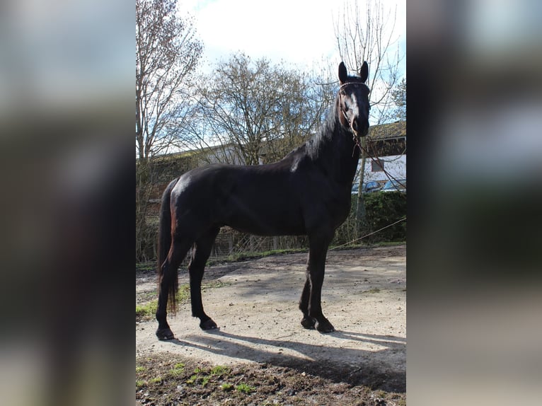 Altri cavalli a sangue caldo Castrone 7 Anni 175 cm Baio nero in Reiskirchen