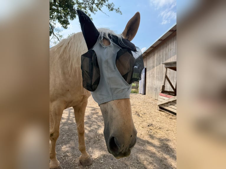 Altri cavalli a sangue caldo Castrone 7 Anni 178 cm Palomino in Reisbach