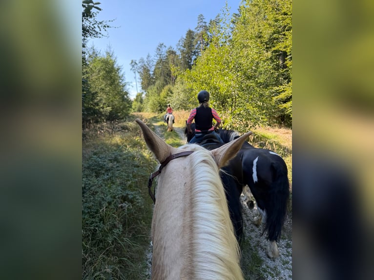 Altri cavalli a sangue caldo Castrone 7 Anni 178 cm Palomino in Reisbach