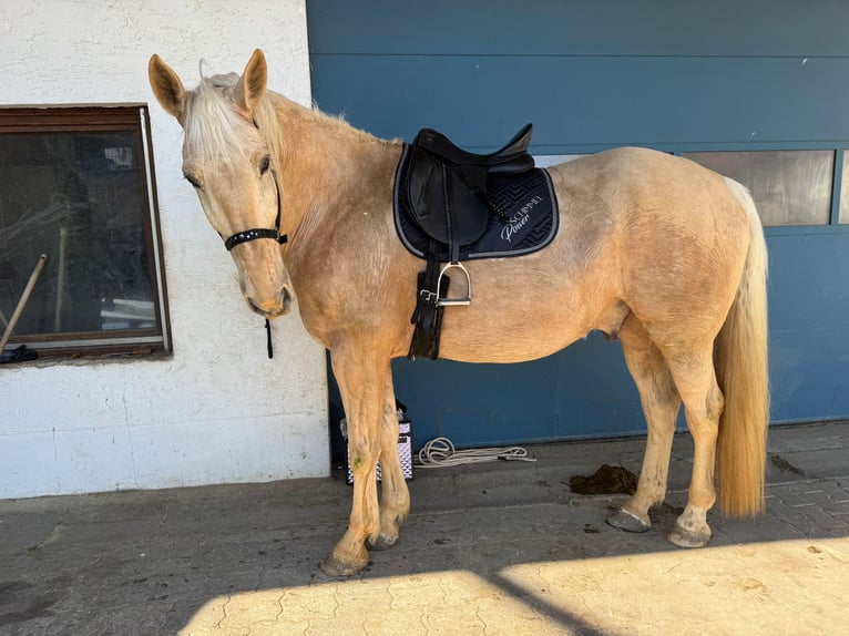 Altri cavalli a sangue caldo Castrone 7 Anni 178 cm Palomino in Reisbach