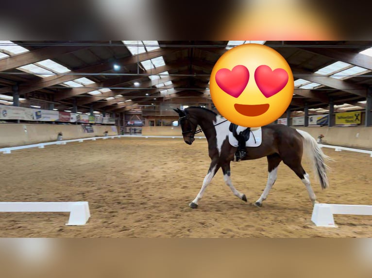 Altri cavalli a sangue caldo Castrone 7 Anni 178 cm Pezzato in Ligist
