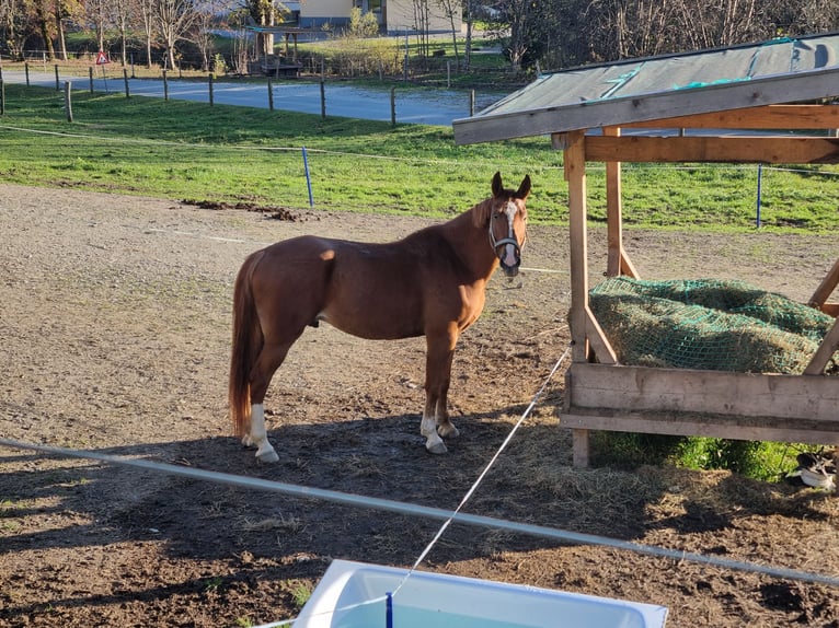 Altri cavalli a sangue caldo Castrone 7 Anni in Walchen