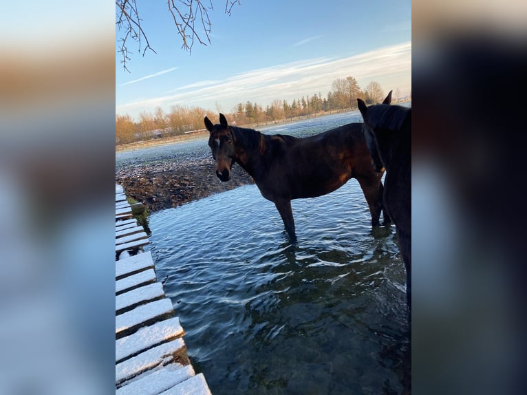 Altri cavalli a sangue caldo Castrone 8 Anni 155 cm Baio in Massenhausen