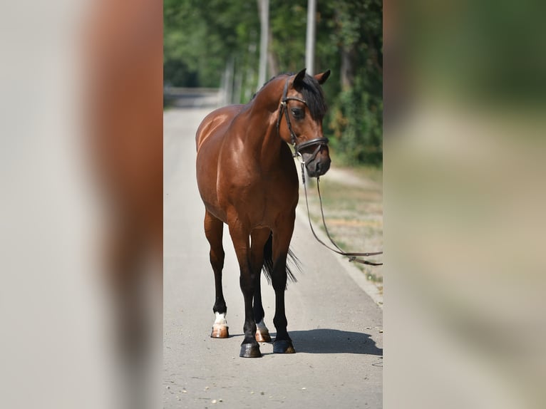 Altri cavalli a sangue caldo Castrone 8 Anni 155 cm Baio in Neumarkt an der Raab