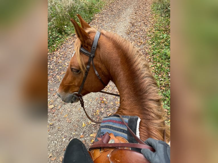 Altri cavalli a sangue caldo Castrone 8 Anni 155 cm Sauro in Laab im Walde