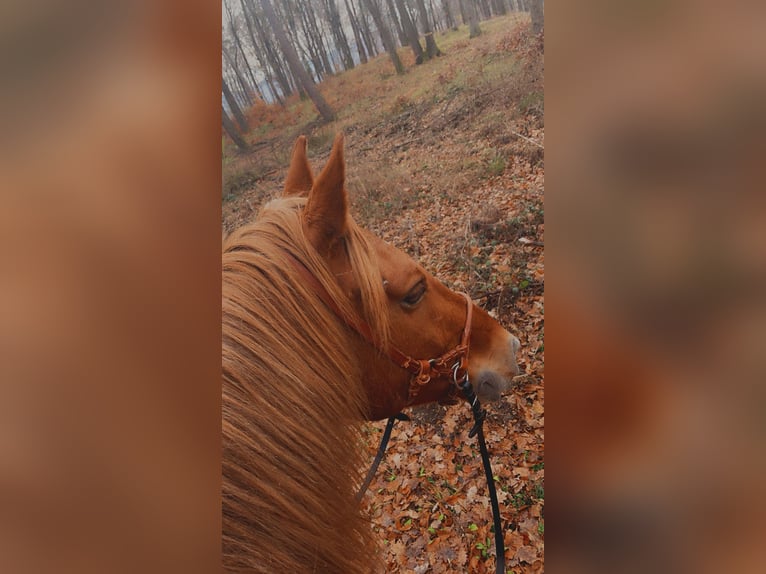 Altri cavalli a sangue caldo Castrone 8 Anni 155 cm Sauro in Laab im Walde