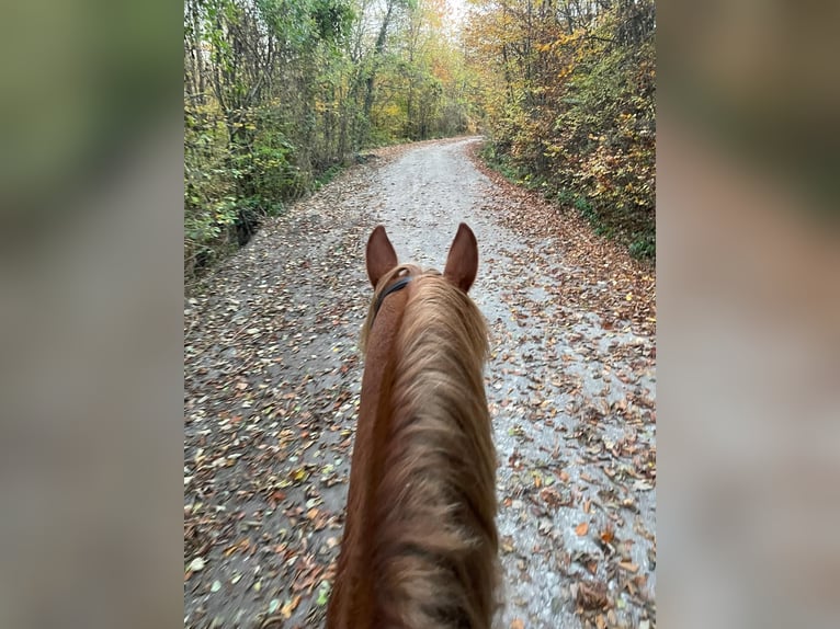 Altri cavalli a sangue caldo Castrone 8 Anni 155 cm Sauro in Laab im Walde