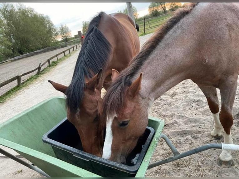 Altri cavalli a sangue caldo Castrone 8 Anni 156 cm Baio in Est