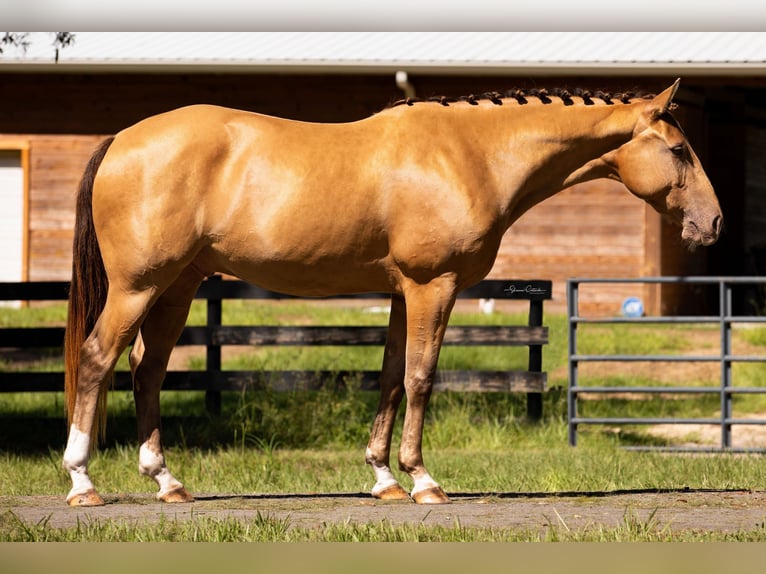 Altri cavalli a sangue caldo Castrone 8 Anni 157 cm Champagne in Brooksville FL