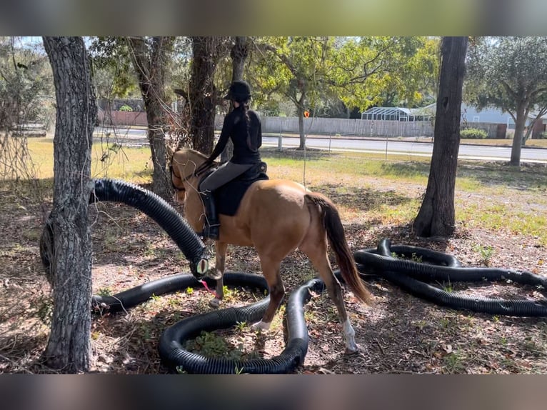 Altri cavalli a sangue caldo Castrone 8 Anni 157 cm Champagne in Brooksville FL