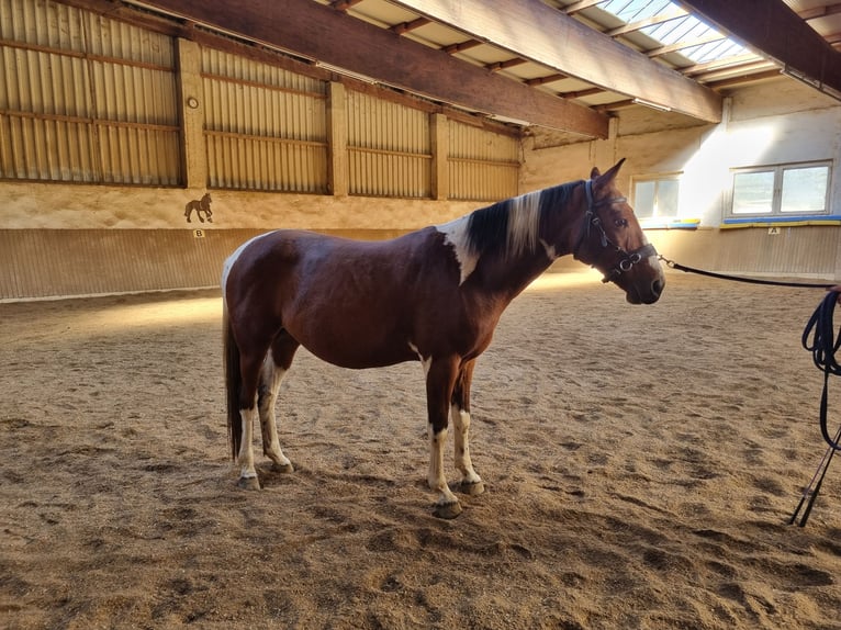 Altri cavalli a sangue caldo Castrone 8 Anni 157 cm Pezzato in Putzing