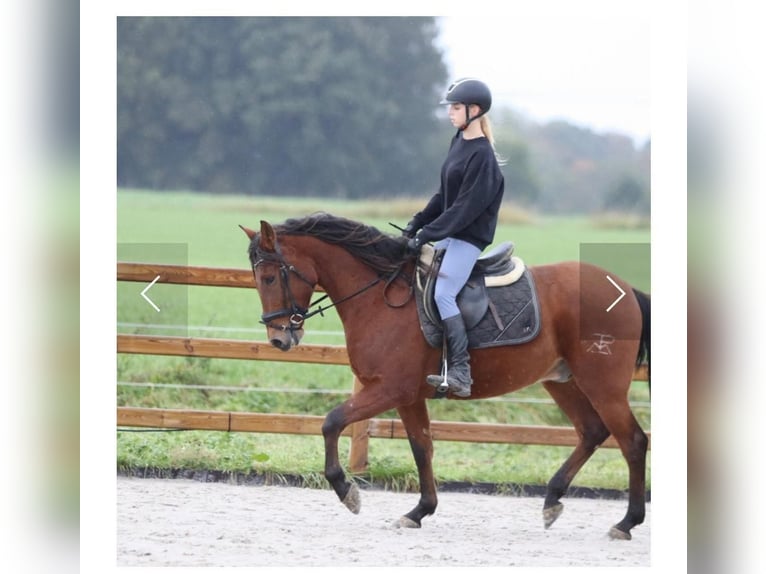 Altri cavalli a sangue caldo Castrone 8 Anni 159 cm Baio in Lichtenau