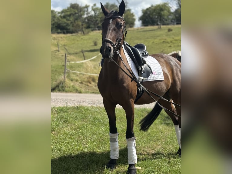 Altri cavalli a sangue caldo Castrone 8 Anni 160 cm Baio scuro in Saarbrücken