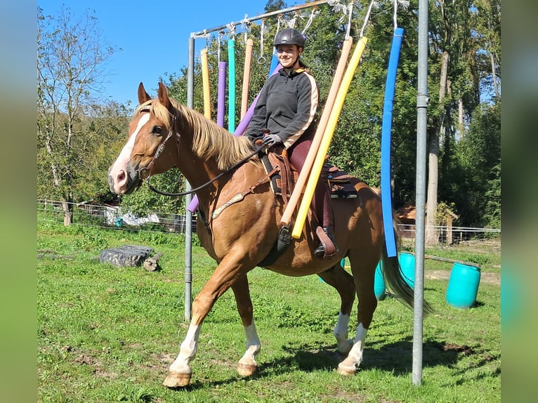 Altri cavalli a sangue caldo Castrone 8 Anni 160 cm Sauro in Bayerbach