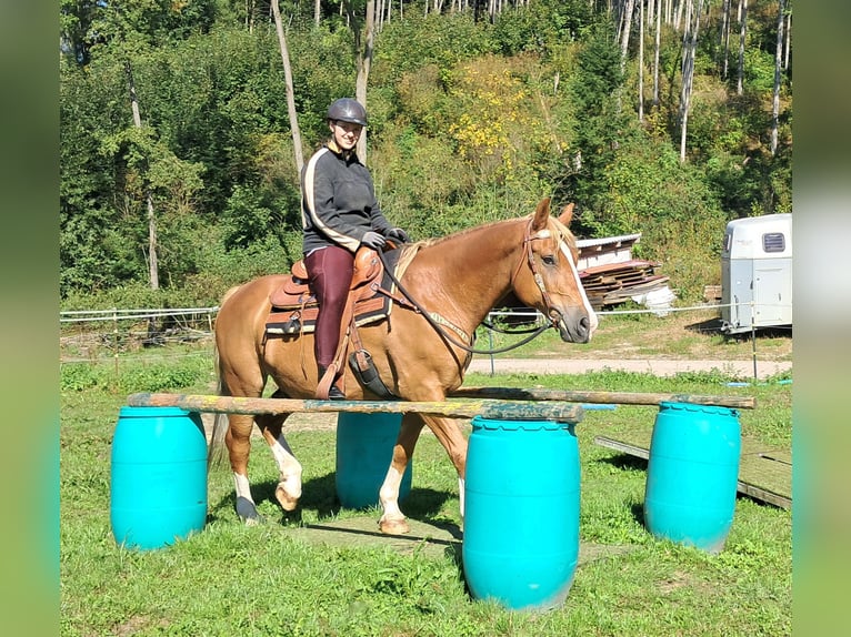 Altri cavalli a sangue caldo Castrone 8 Anni 160 cm Sauro in Bayerbach