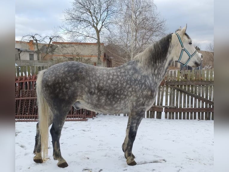 Altri cavalli a sangue caldo Mix Castrone 8 Anni 161 cm Grigio in Gizałki